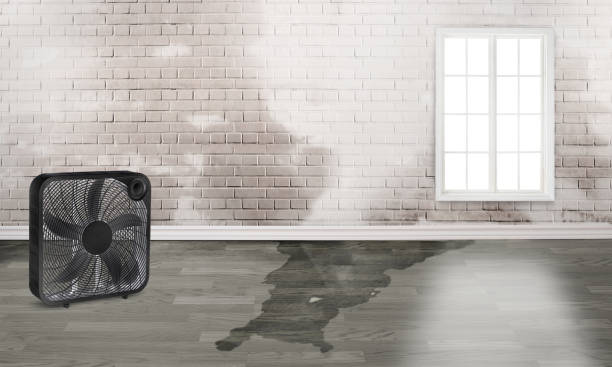 Best Professional water damage repair  in Cibolo, TX